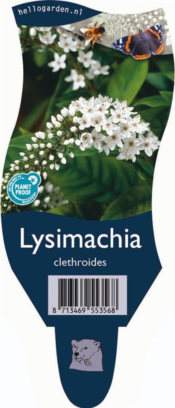 Lysimachia clethroides - P11